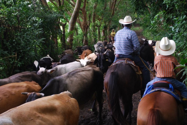 Un paseo en compañía